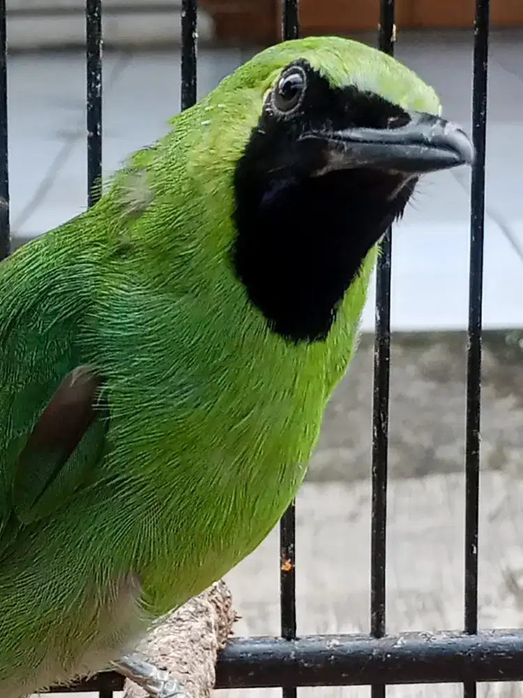Jual burung fullset