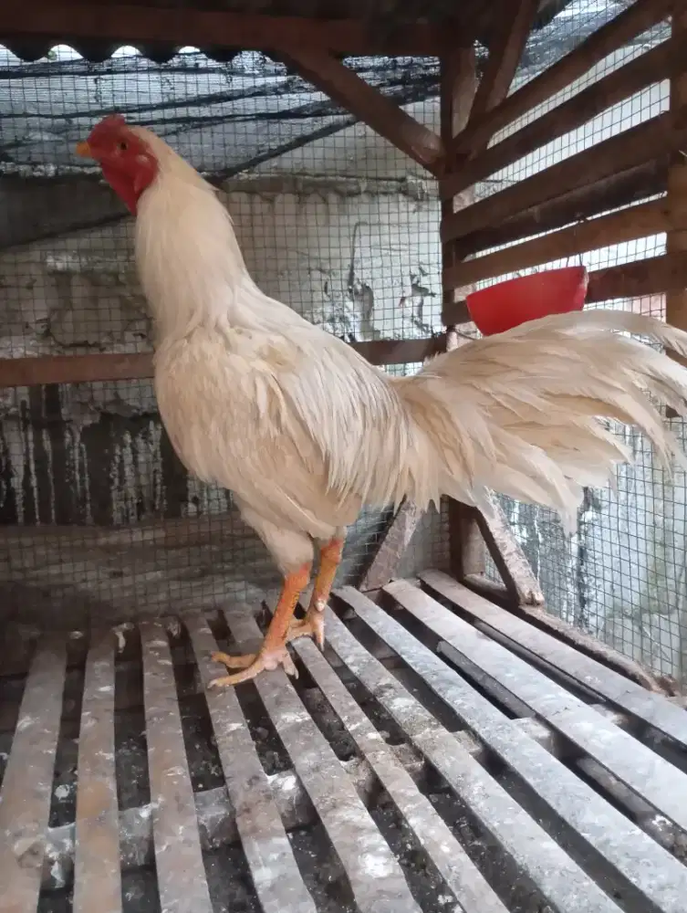 Ayam kampung putih jantan jago dewasa