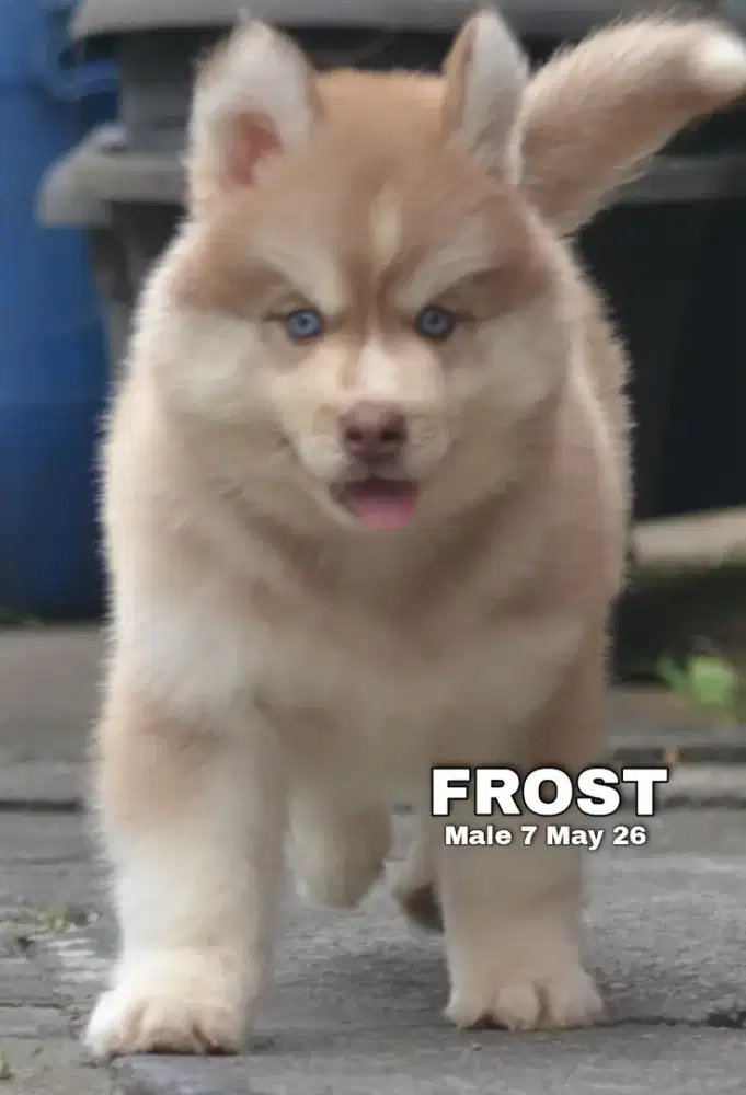 Siberian husky coklat jantan •FROST•
