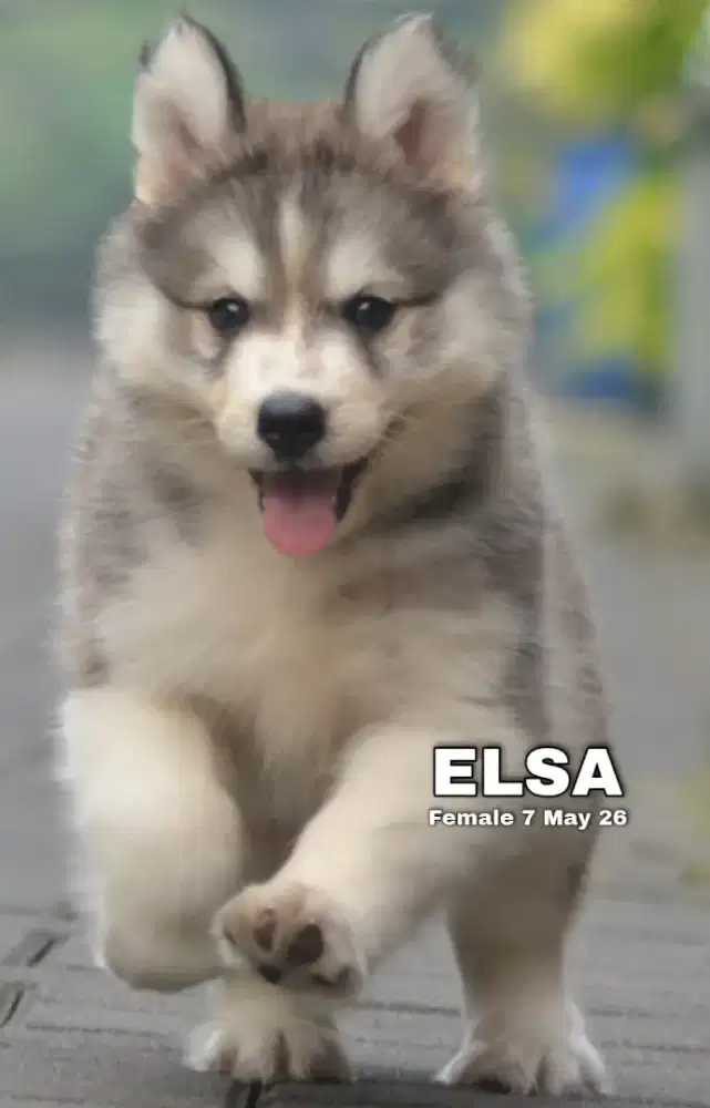 Siberian husky abu betina •ELSA•