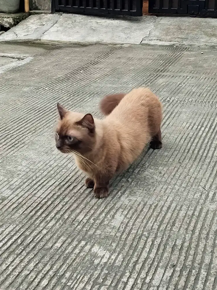 Kucing Munchkin Mix Himalayan Siam Umur 2 thn (tanpa Sertifikat)