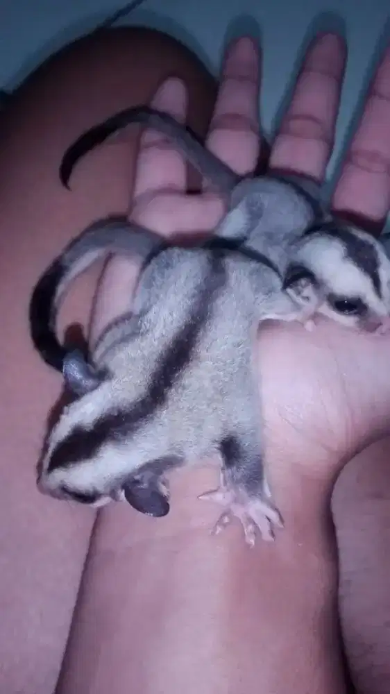 Sugar glider tangerang dan sekitarnya