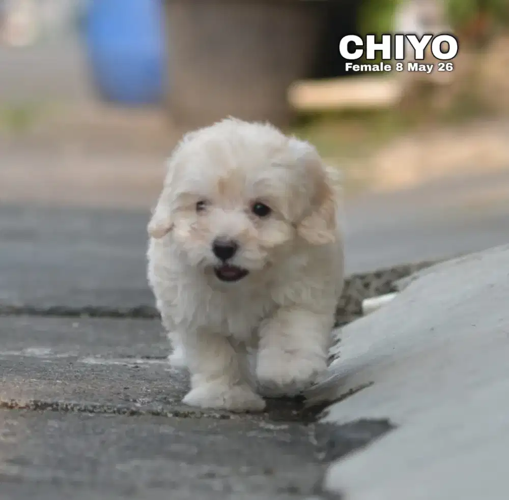 Poodle toy apricot betina •CHIYO•