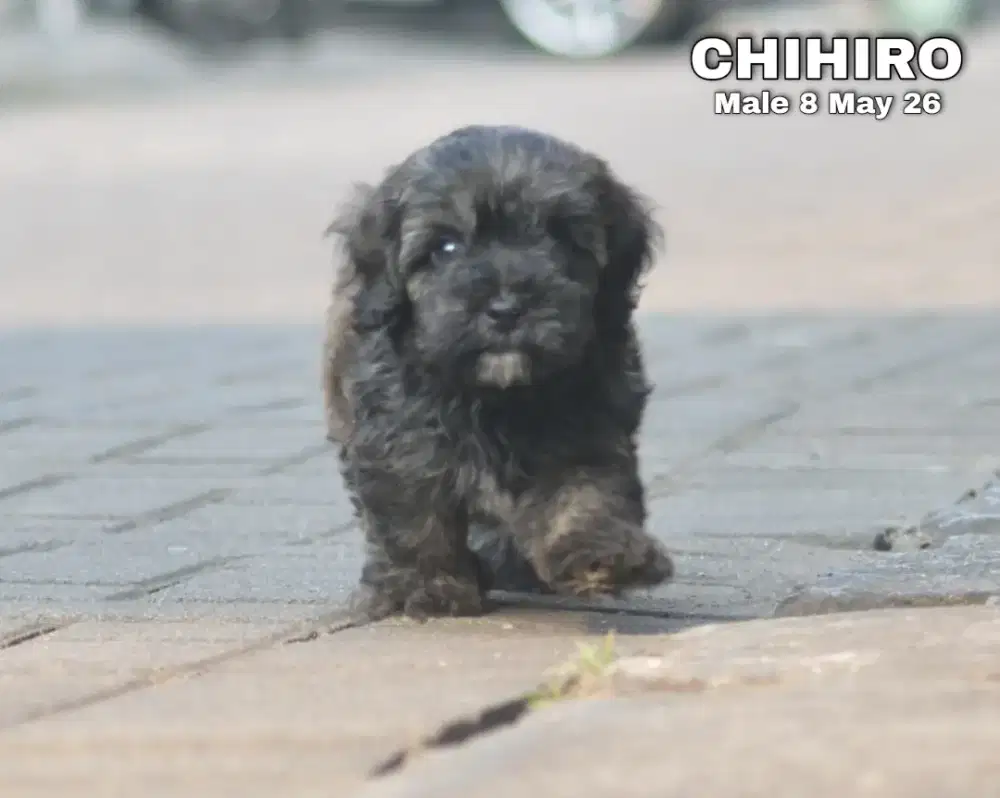 Poodle toy brindle silver jantan •CHIHIRO•