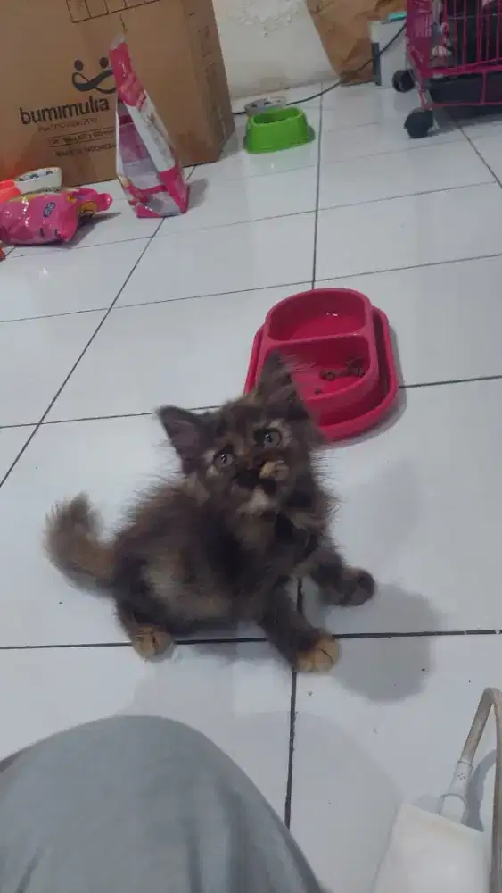Kucing mix Ragdoll flatnose x persia