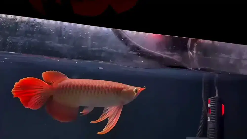 Arwana slayer josjis spek kontes 33cm realpict
