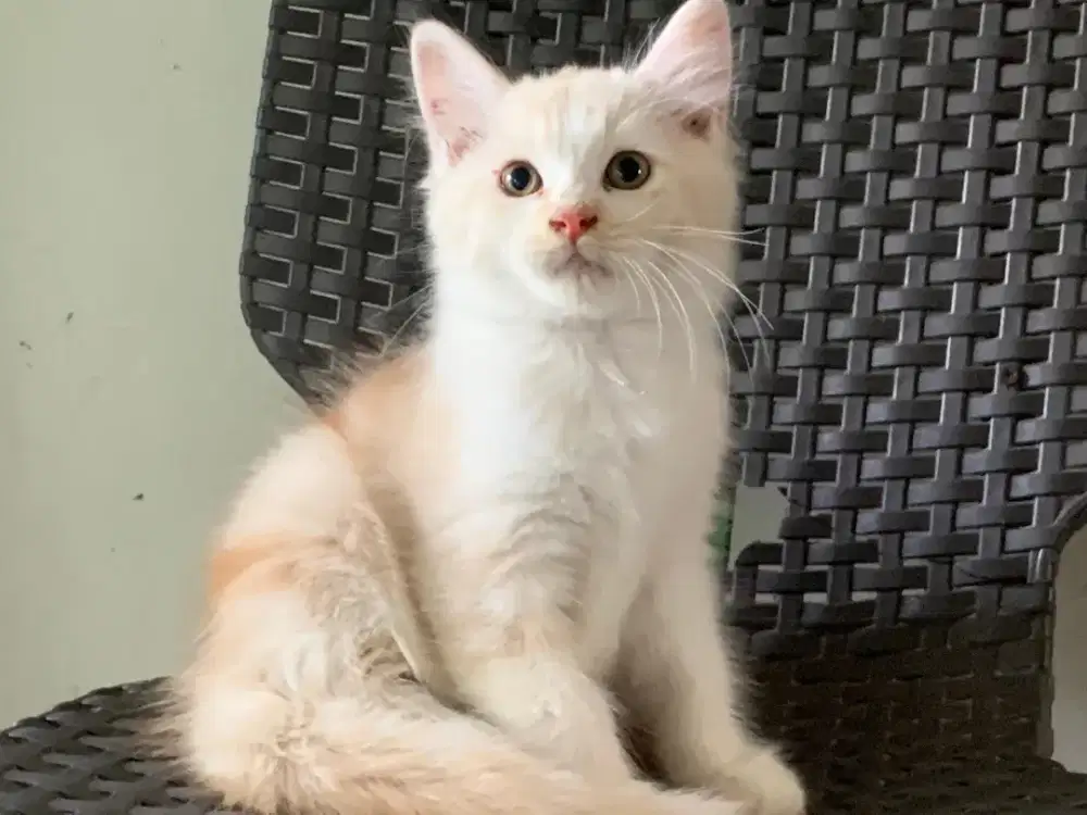 Persia kitten cream white