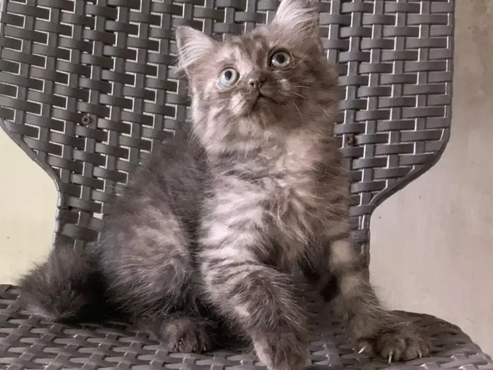 Persia kitten tabby