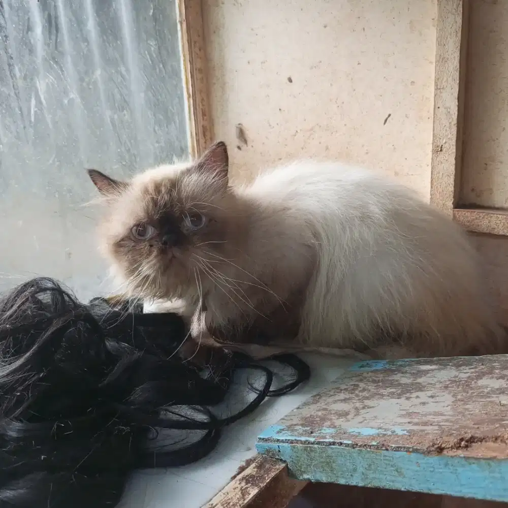 Himalaya pesek gembul