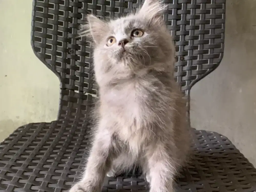 Persia kitten Abu abu