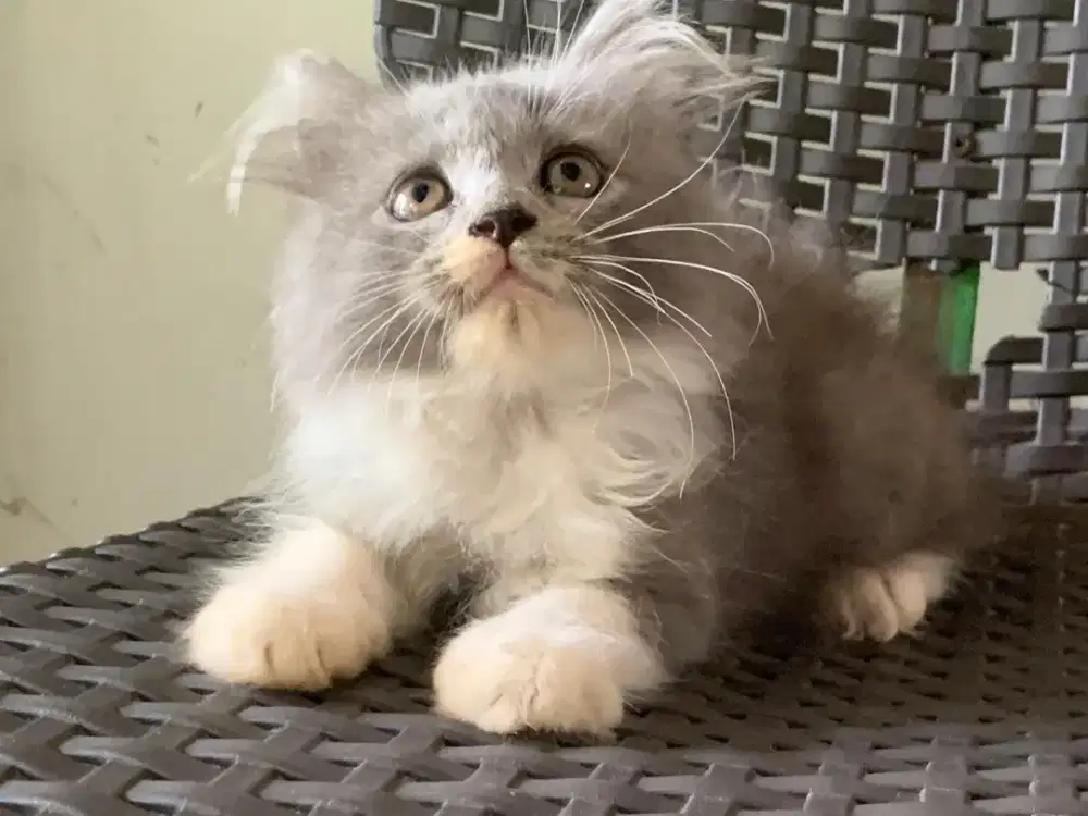 Persia kitten Abu putih