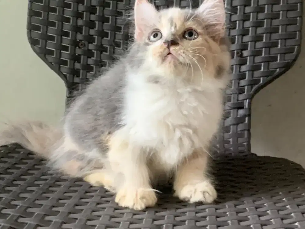 Persia kitten calico dilute