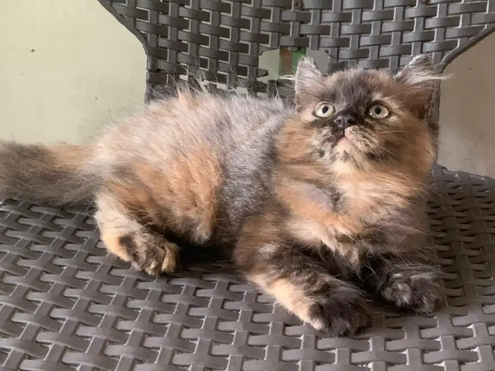 Persia kitten tortie