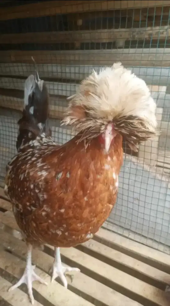 Ayam poland sepasang