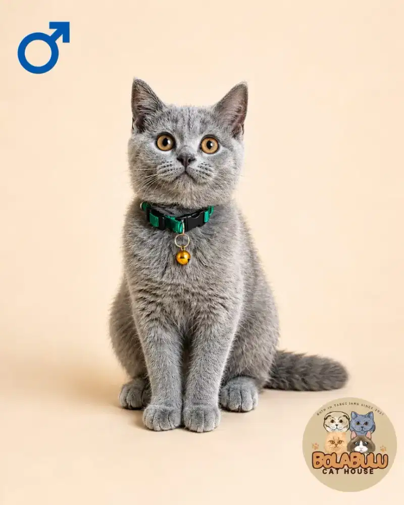 BSH BLUE SOLID JANTAN SUDAH VAKSIN