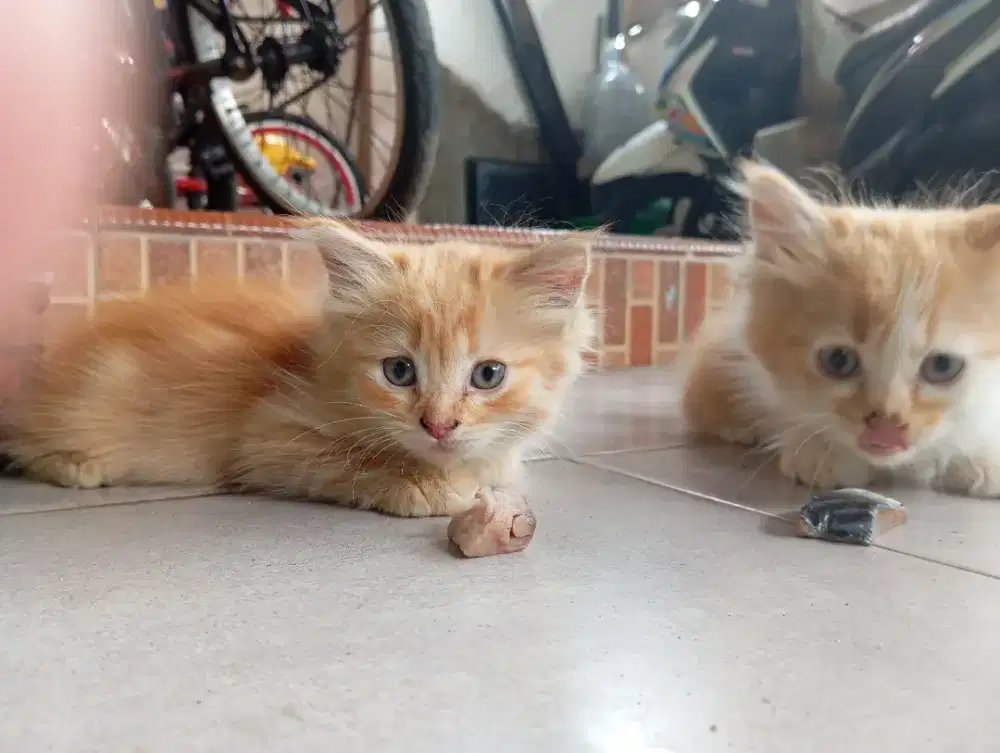 Dijual anak anggora