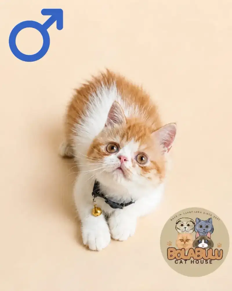 EXOTIC JANTAN SUDAH VAKSIN F3