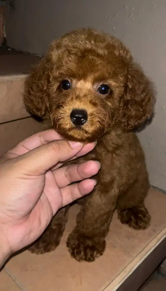 Red Tiny Poodle Stambum