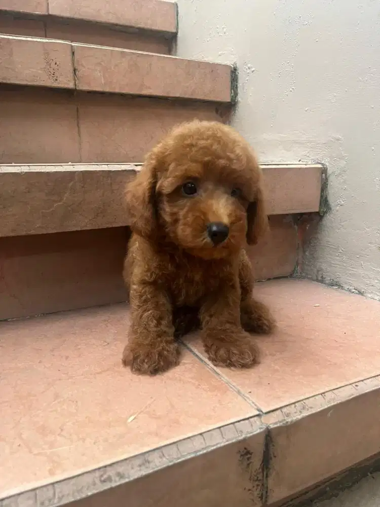 Red Tiny Poodle Stambum