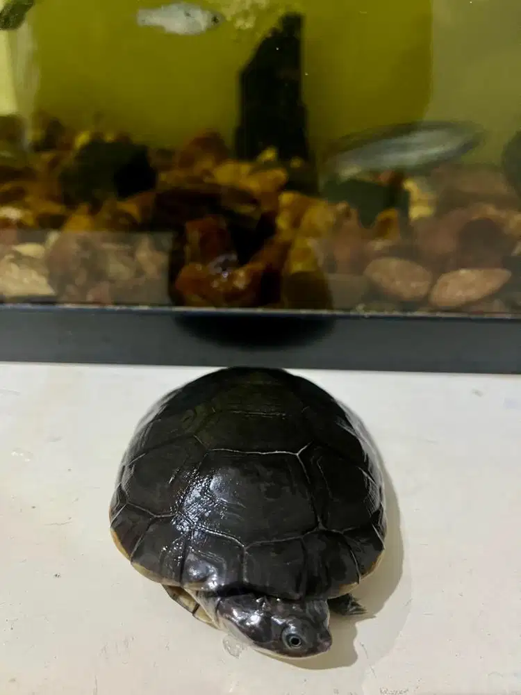 KURA PELOMEDUSA SUBRUFA