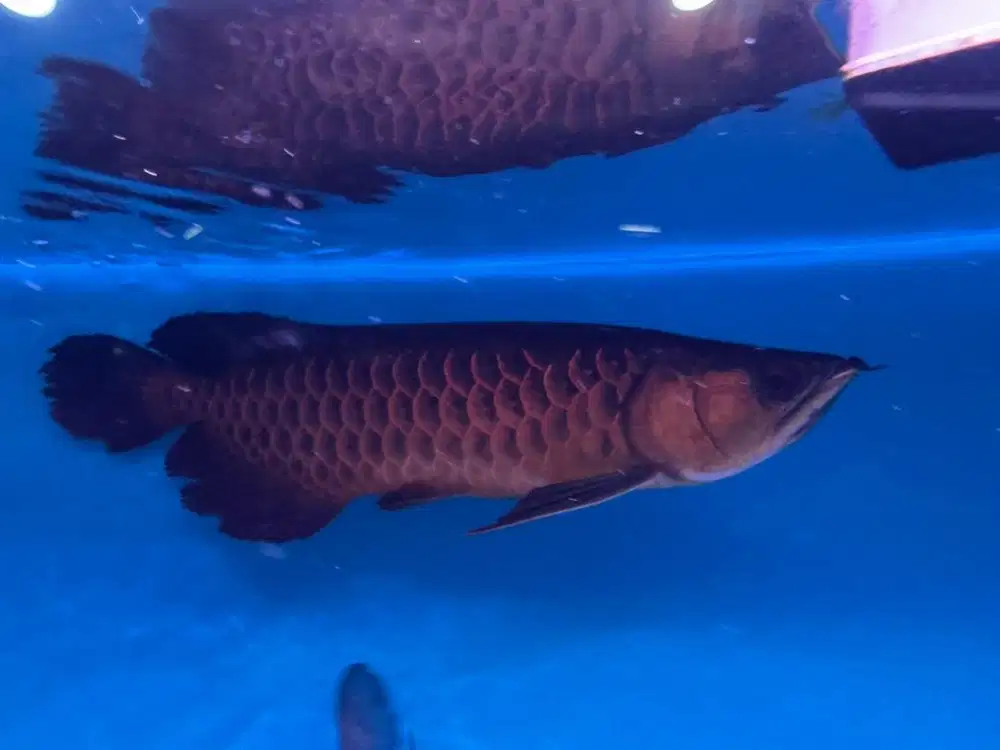 Arwana golden red