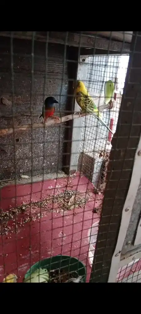 Parkit dan emprit bondol ijo crosingan