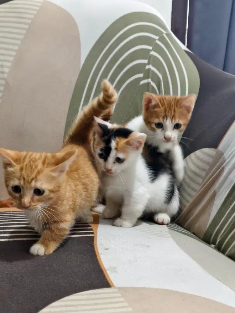 Munchkin cebol betina Free ongkir & pet cargo