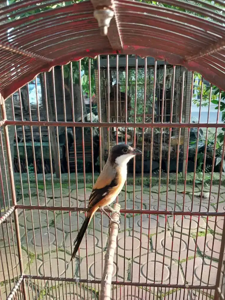 Burung cendet gondrong ngevoer