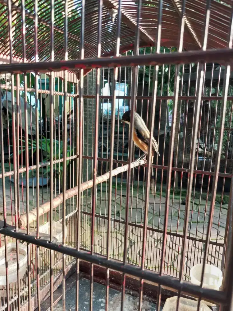 Burung cendet gondrong ngevoer
