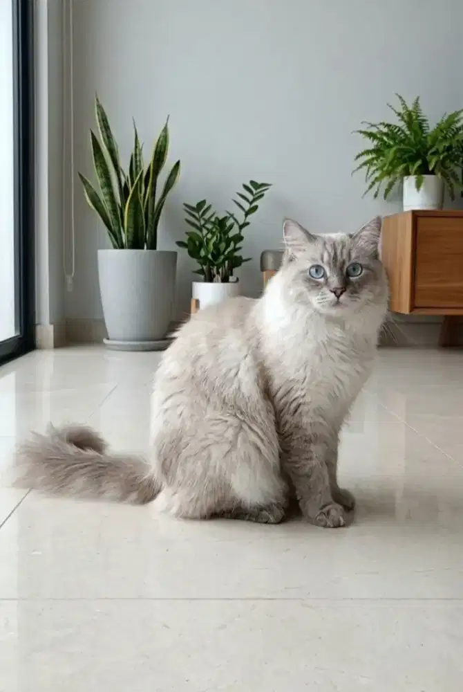 Himalaya Lynx (Jantan)