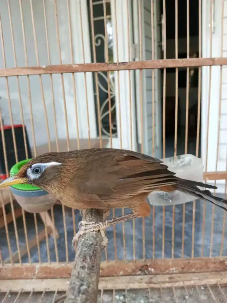 Wambi lokal jantan