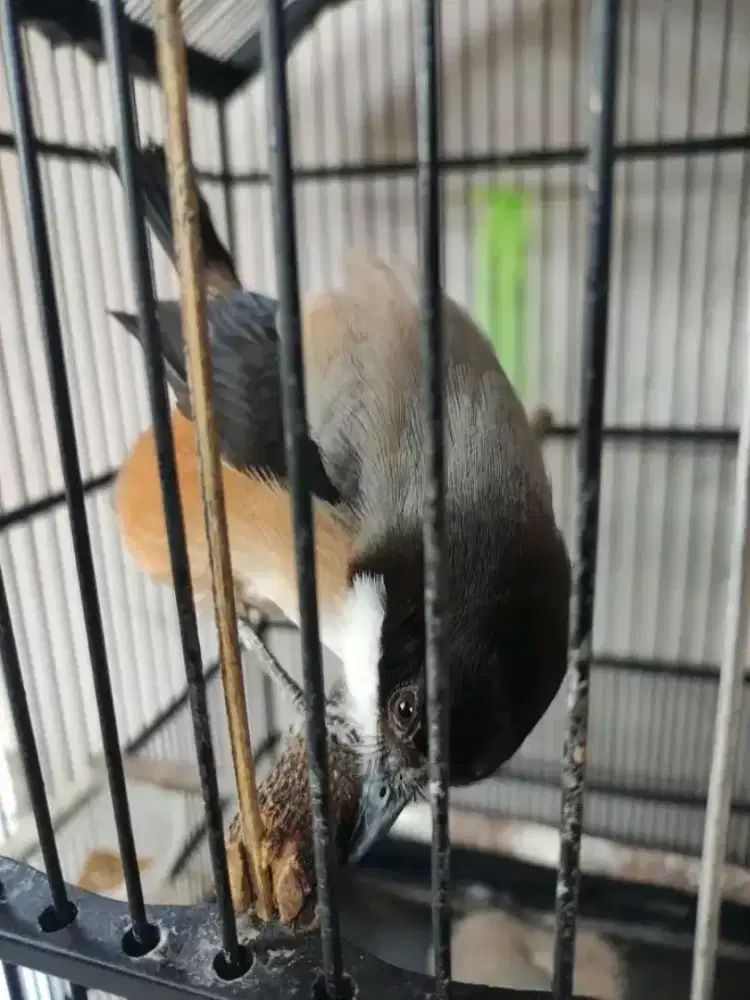 Cendet blangkon gacor burung jinak