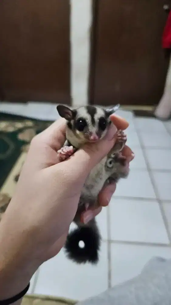 Sugar Glider classic grey
