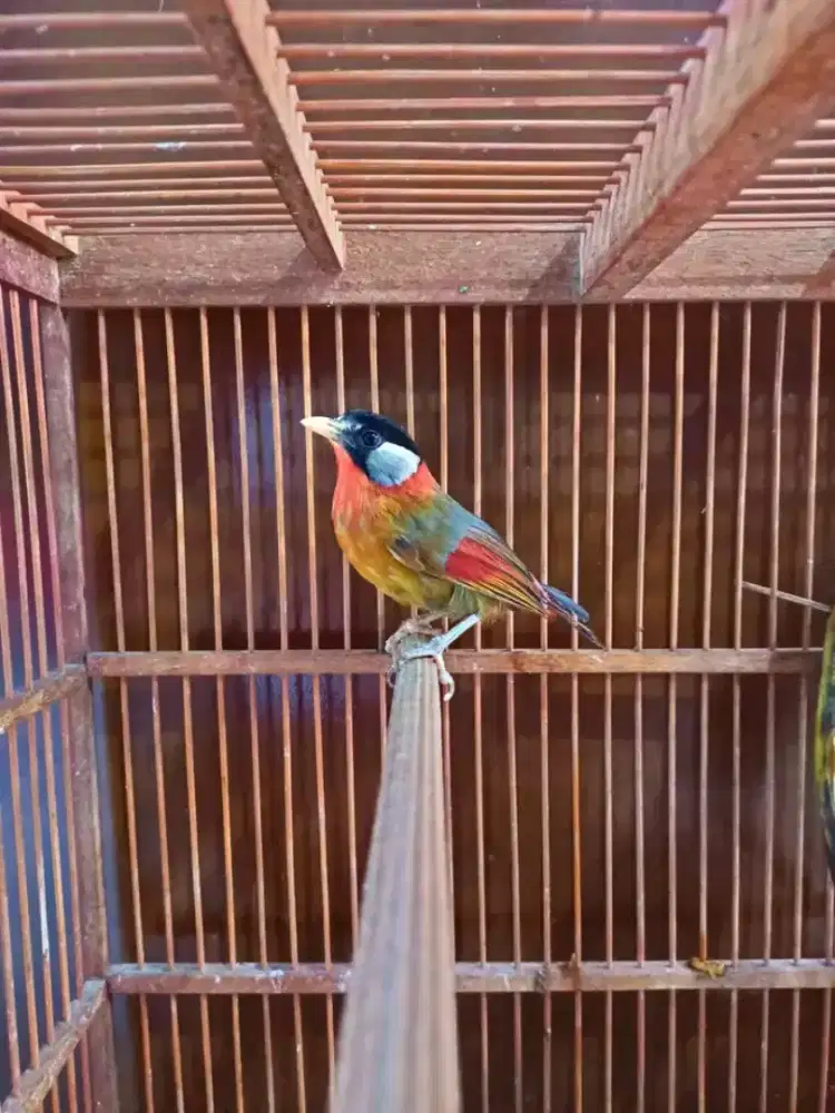 Burung pancawarnaa gacor
