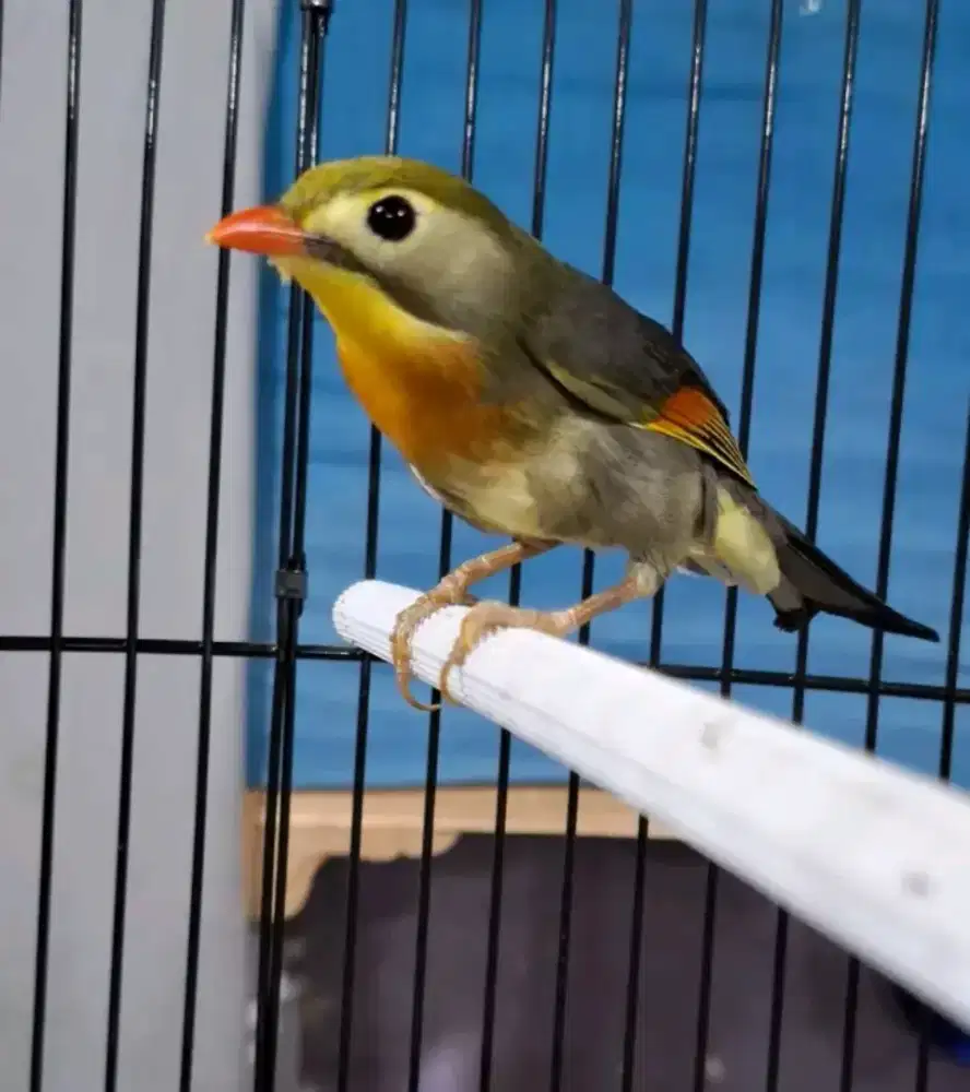 Burung robiin jantan gacor