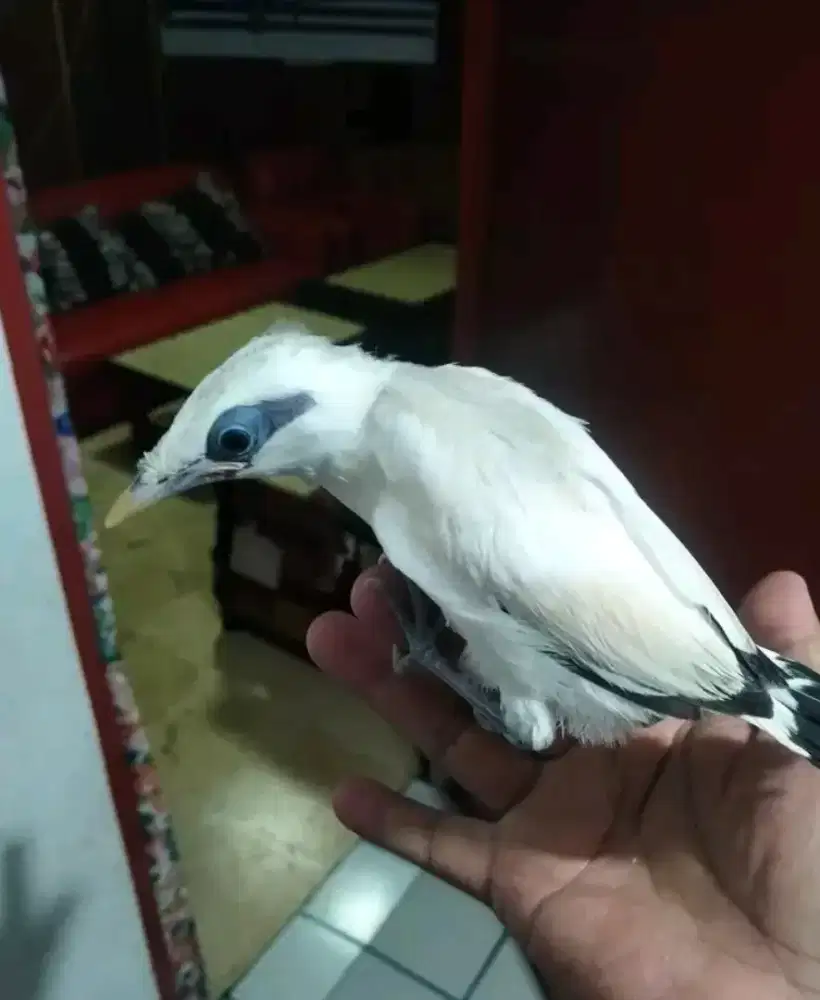 Anakan JB belajar mandiri