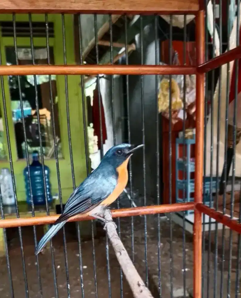 Tledekan gunung mulus
