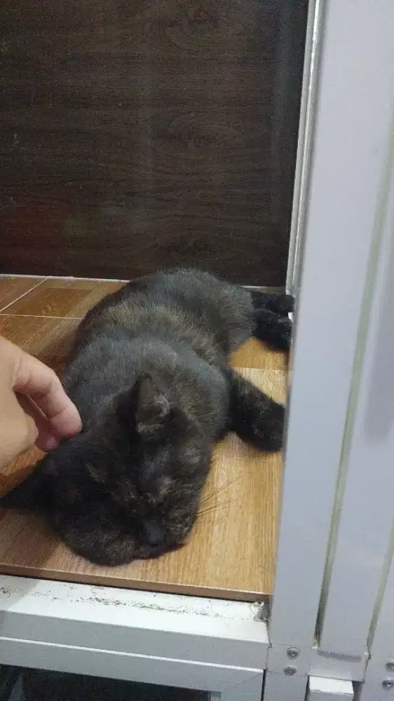 Kucing Munchkin NS BSH British Short Hair MixPersia Betina BlackTortie
