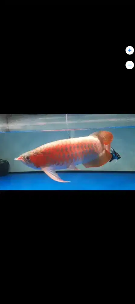 Jual ikan arwana red