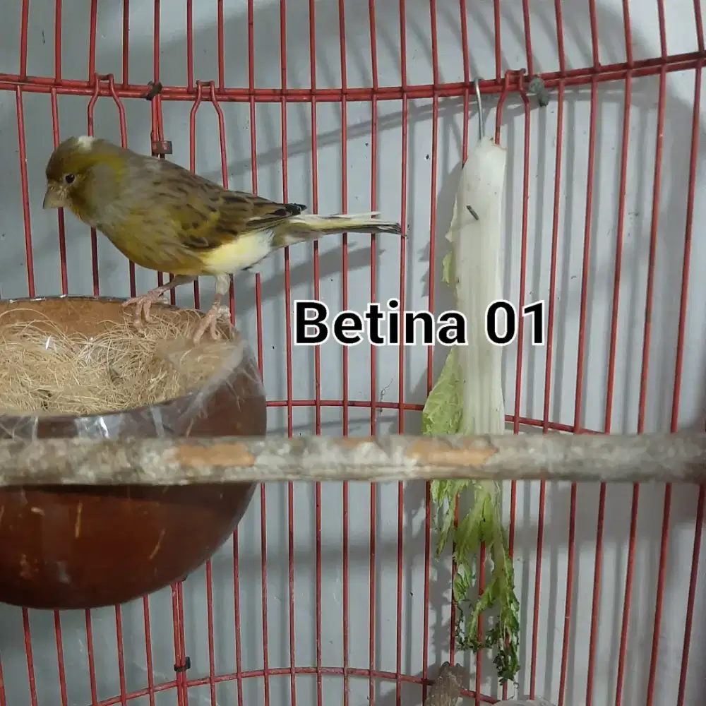Burung Kenari Betina Udah Buang Telur