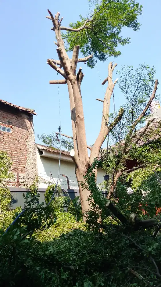 Jasa tebang pohon dan potong rumput
