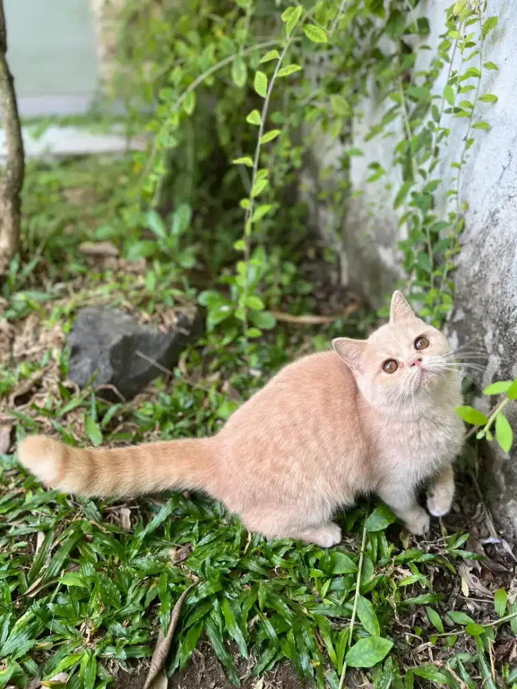 Kucing bsh cream