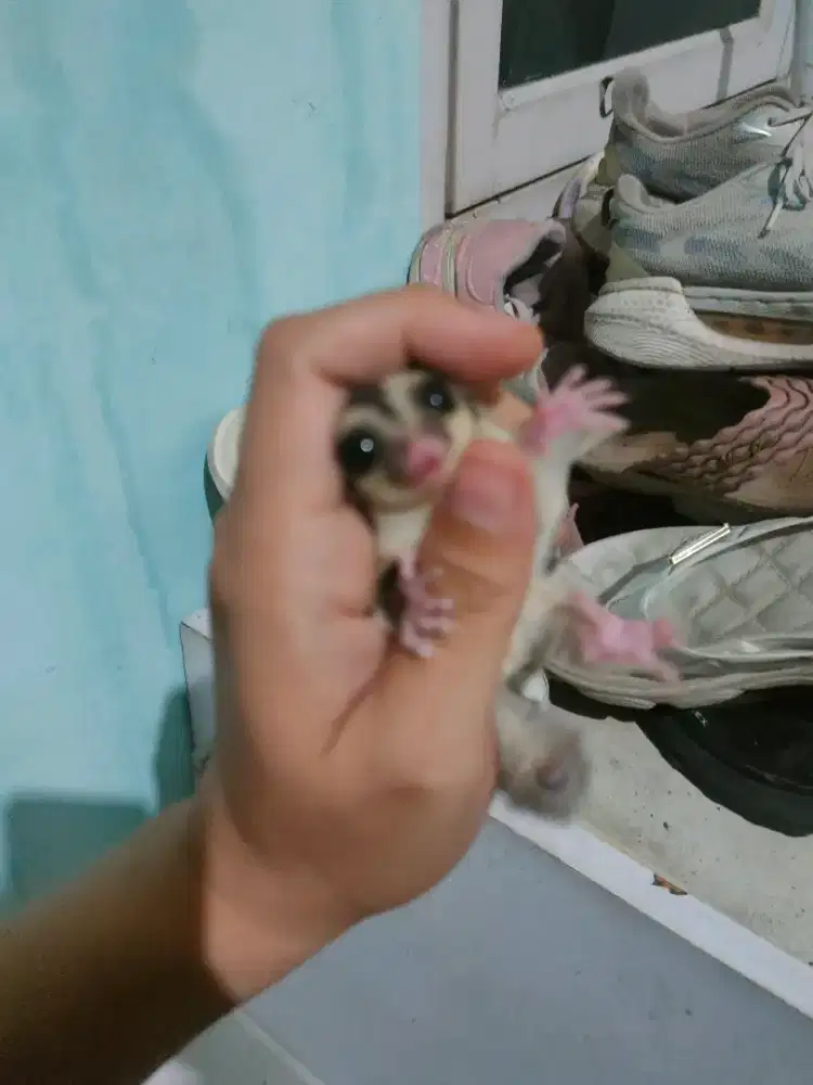 Sugar glider joey 2 bulan