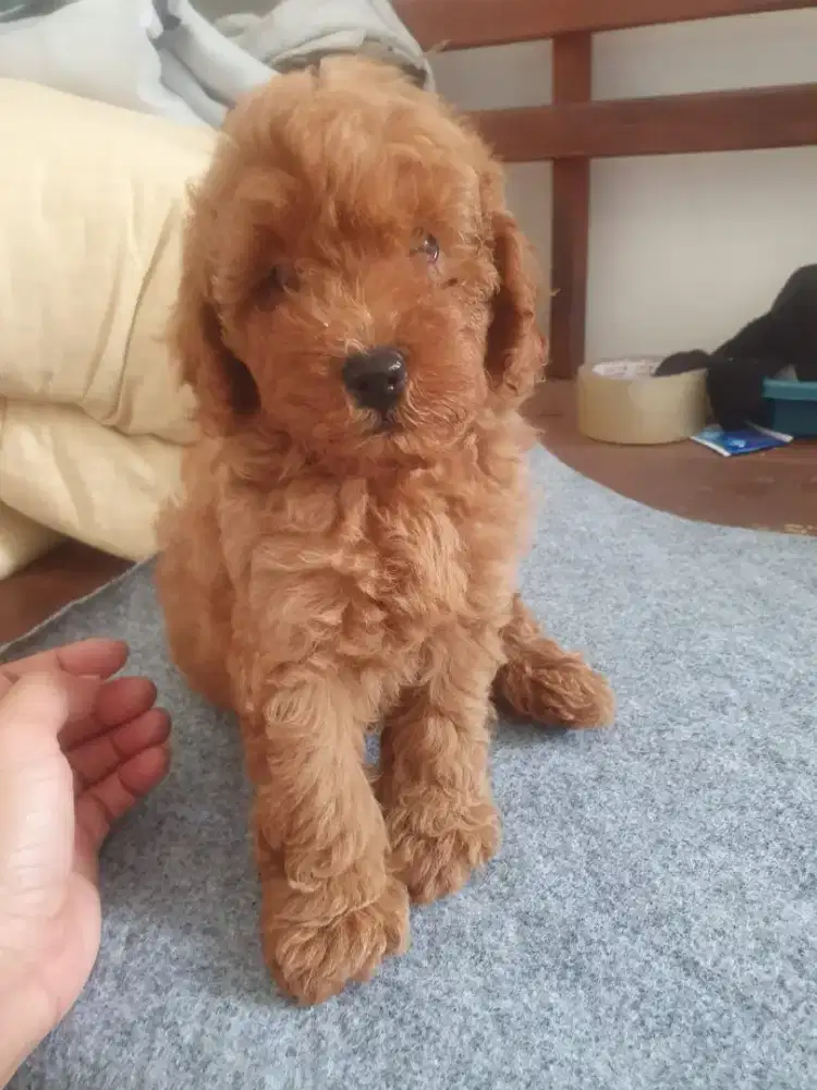 Poodle jantan non stb