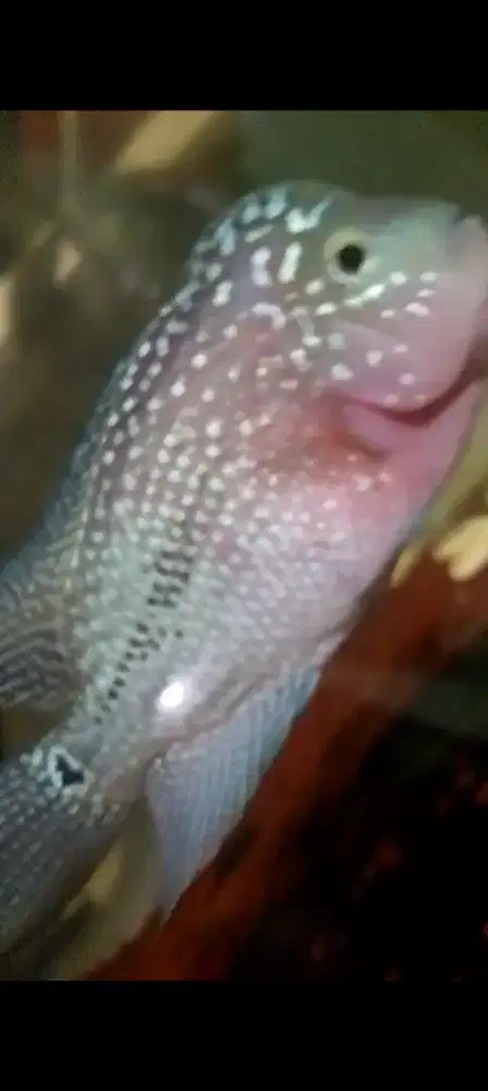 Ikan louhan kamfa f2 mata putih