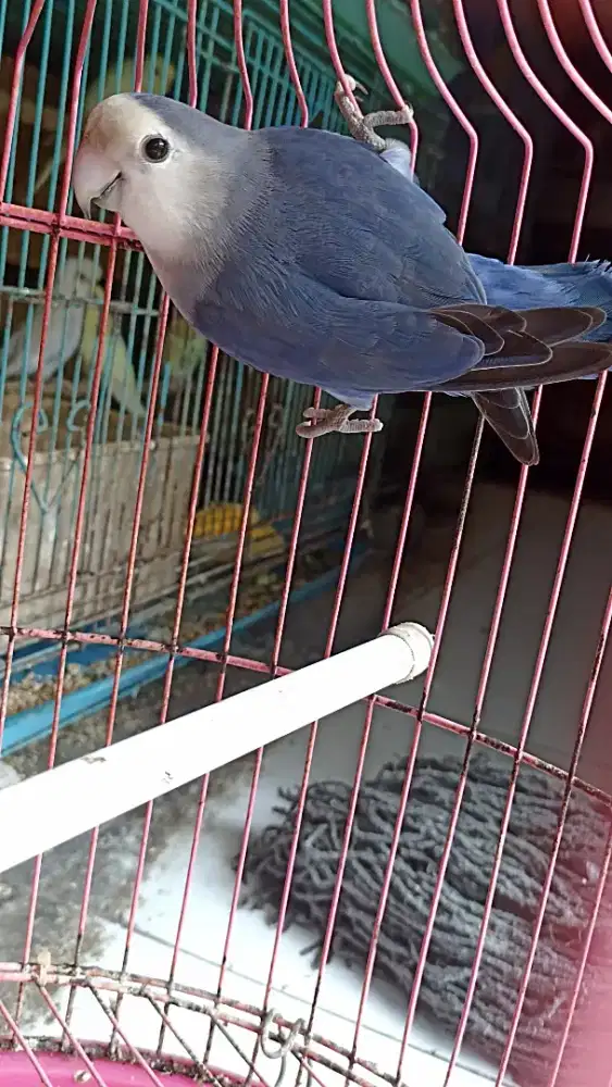 Lovebird NK jantan dewasa Vio