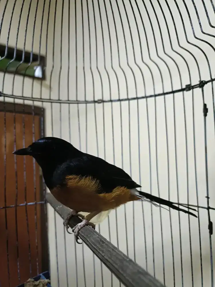 Burung Murai betina