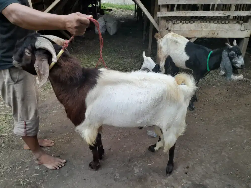 Kambing Jantan BOER PACEKAN TERNAK