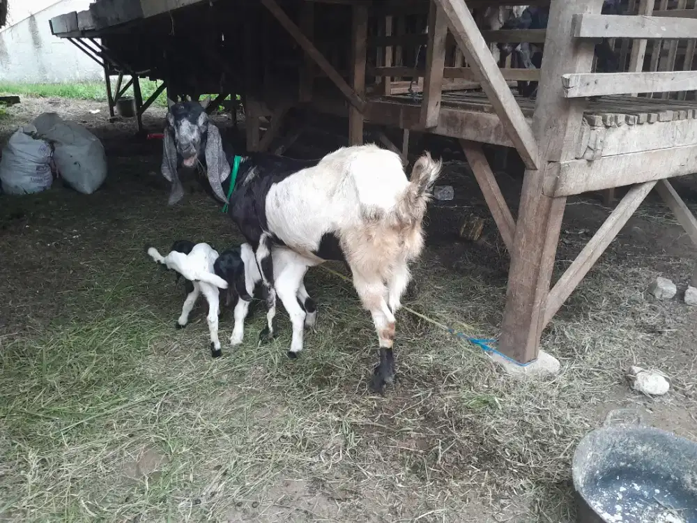 Kambing PE silangan Jawa Randu bawa anak sepasang