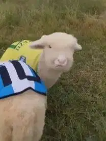 sepasang bibit anakan domba merino sepasang superan istimewa 4 bulanan